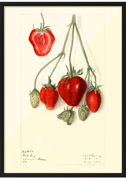 Siyah Çerçeveli Tablo, Kırmızı Çilek Eskizi, Mutfak Dekoru Poster No: 113525