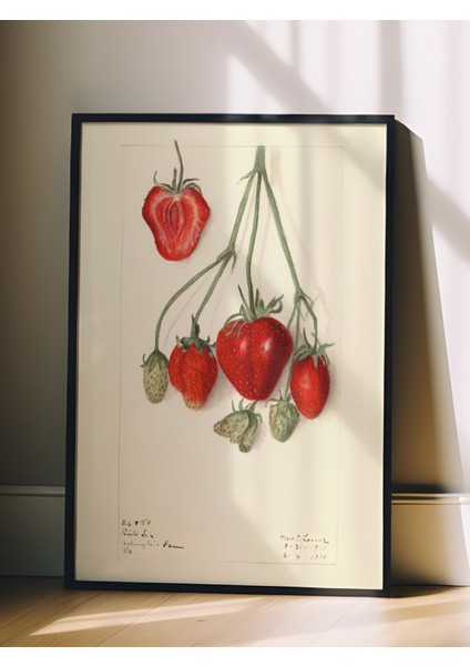 Siyah Çerçeveli Tablo, Kırmızı Çilek Eskizi, Mutfak Dekoru Poster No: 113525 fiyatları