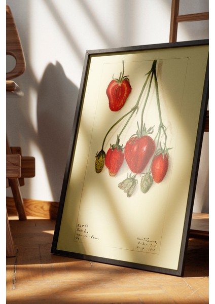 Siyah Çerçeveli Tablo, Kırmızı Çilek Eskizi, Mutfak Dekoru Poster No: 113525 fırsatları