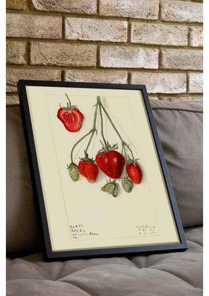 Siyah Çerçeveli Tablo, Kırmızı Çilek Eskizi, Mutfak Dekoru Poster No: 113525 indirimleri