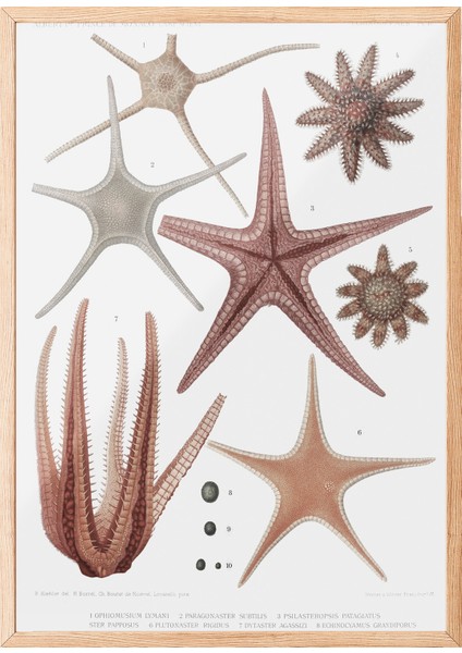 Ahşap Çerçeveli Tablo, Deniz Yıldızı ve Midye Çizimi, Banyo Dekoru Poster No: 113627