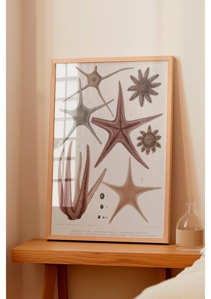 Ahşap Çerçeveli Tablo, Deniz Yıldızı ve Midye Çizimi, Banyo Dekoru Poster No: 113627 fiyatları