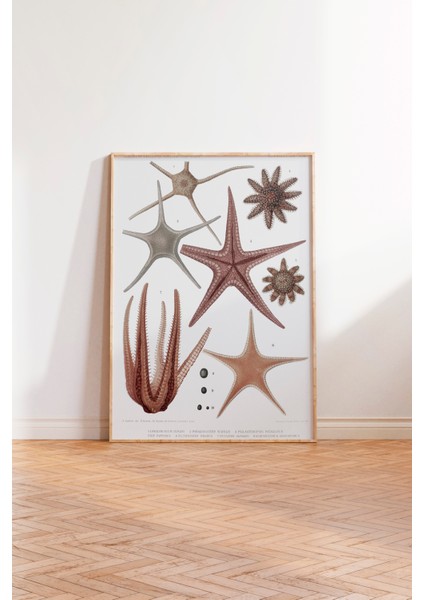 Ahşap Çerçeveli Tablo, Deniz Yıldızı ve Midye Çizimi, Banyo Dekoru Poster No: 113627 modelleri