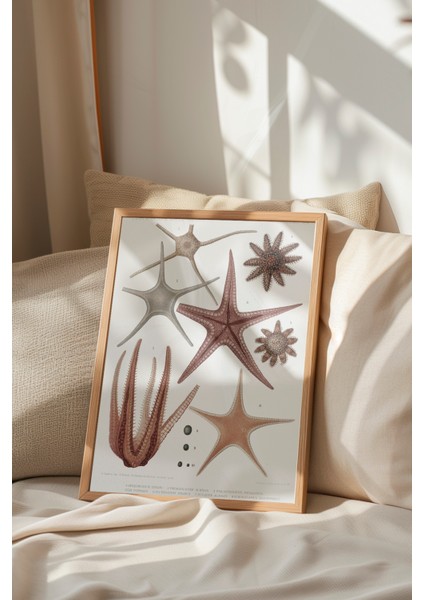 Ahşap Çerçeveli Tablo, Deniz Yıldızı ve Midye Çizimi, Banyo Dekoru Poster No: 113627 indirimleri
