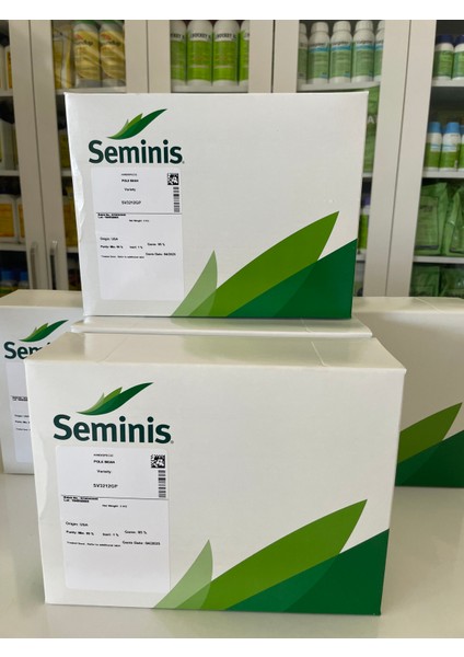 Uzun Fasulye Tohumu Seminis Amerikan Sofia SV3212GP 2kg