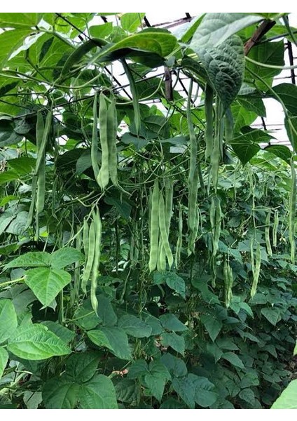 Uzun Fasulye Tohumu Seminis Amerikan Sofia SV3212GP 2kg fiyatları