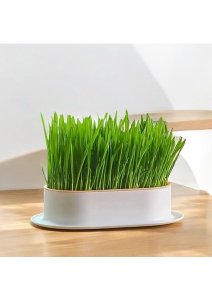 6 Çeşit Doğal Kedi Otu Mix Karışım Kedi Çimi 100 gr (2 Adet)