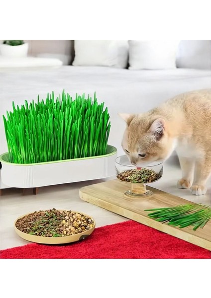 6 Çeşit Doğal Kedi Otu Mix Karışım Kedi Çimi 100 gr (2 Adet) fiyatları