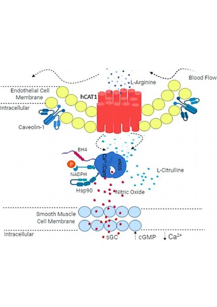 L-Arginine & L-Citrulline Arginin ve Sitrülin Muscle Maintenance Damar fırsatları