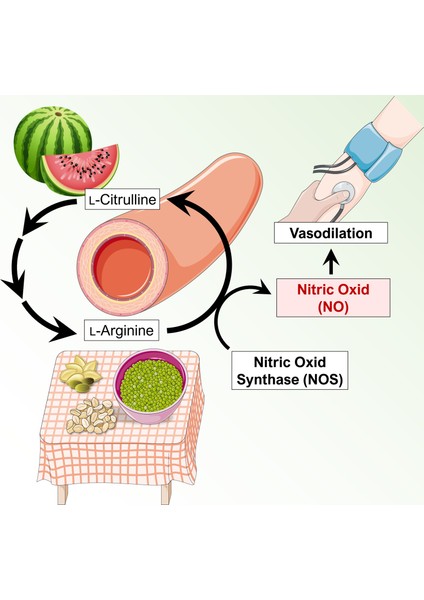 L-Arginine & L-Citrulline Arginin ve Sitrülin Muscle Maintenance Damar