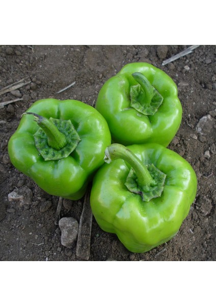 Çorbacı Biber Tohumu Açık Tarla Yetiştiriciliğine Sera Uygun Yüksek Verimli Çeşit 10 gr modelleri