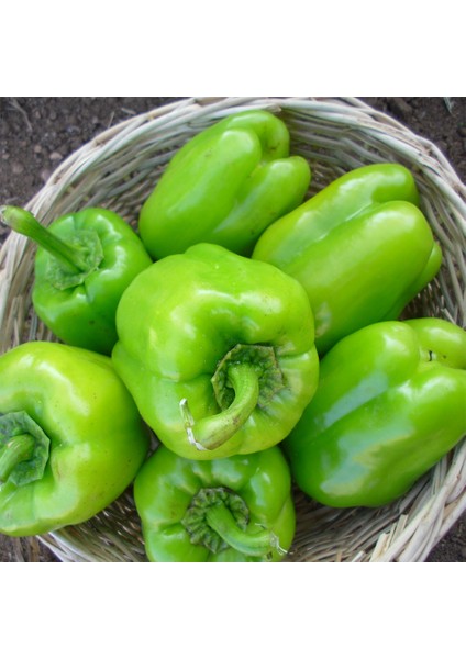 Çorbacı Biber Tohumu Açık Tarla Yetiştiriciliğine Sera Uygun Yüksek Verimli Çeşit 10 gr fırsatları