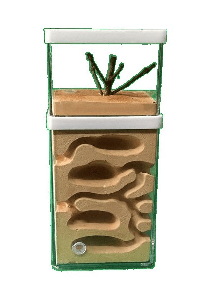 Atölye Ev Hayvanları Karınca Kraliçesi Kutusu (Yurt Dışından)