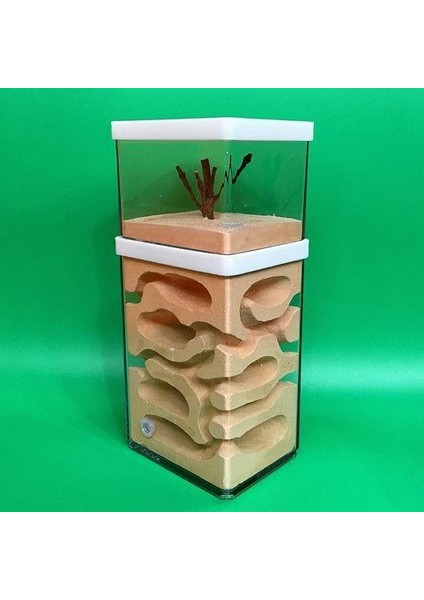 Atölye Ev Hayvanları Karınca Kraliçesi Kutusu (Yurt Dışından) fiyatları