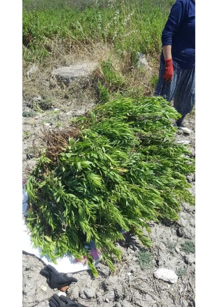 Hakiki Akhisar Andız Otu Bitki Çayı 90'lı Demlik Poşet Doğal Organik Gölgede Kurutma