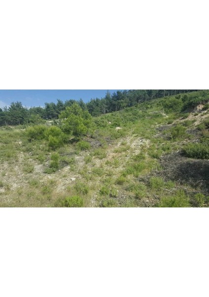 Hakiki Akhisar Andız Otu Bitki Çayı 90'lı Demlik Poşet Doğal Organik Gölgede Kurutma