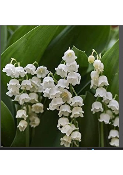 2'li Zambak Kabartmalı Silindir Mum