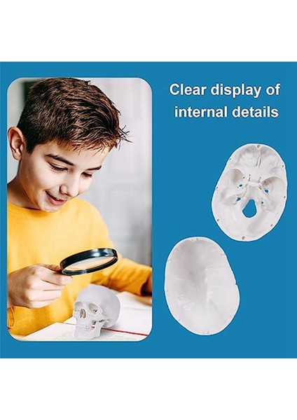 Mini Insan Kafatası Modeli, Çıkarılabilir Kafatası Kapağı ve Eklemli Mandibula ile 3 Parçalı Anatomik Kafatası Modeli (Yurt Dışından) modelleri