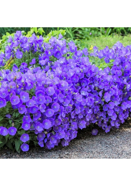 Campanula Carpatica Tohumu Tussock Bellflower Çan Çiçeği Kampanula