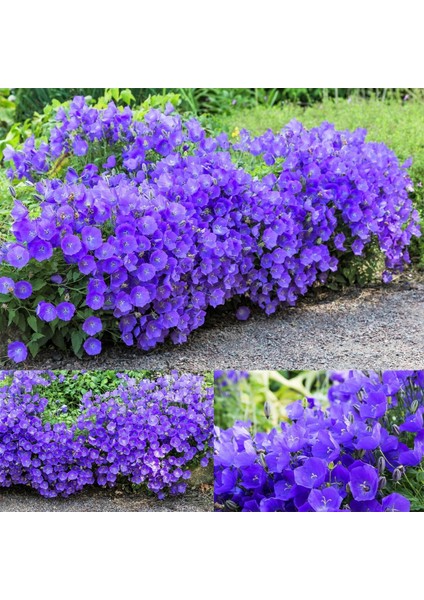 Campanula Carpatica Tohumu Tussock Bellflower Çan Çiçeği Kampanula fiyatları