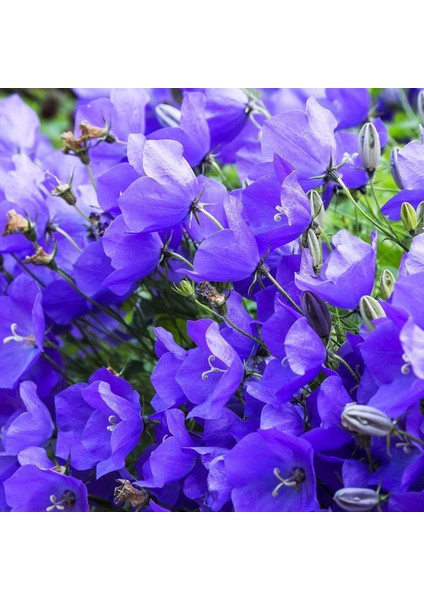 Campanula Carpatica Tohumu Tussock Bellflower Çan Çiçeği Kampanula modelleri