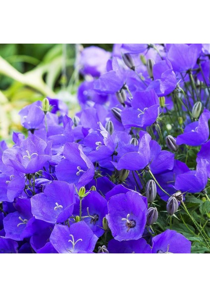 Campanula Carpatica Tohumu Tussock Bellflower Çan Çiçeği Kampanula indirimleri