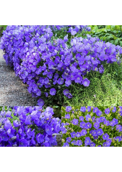 Campanula Carpatica Tohumu Tussock Bellflower Çan Çiçeği Kampanula