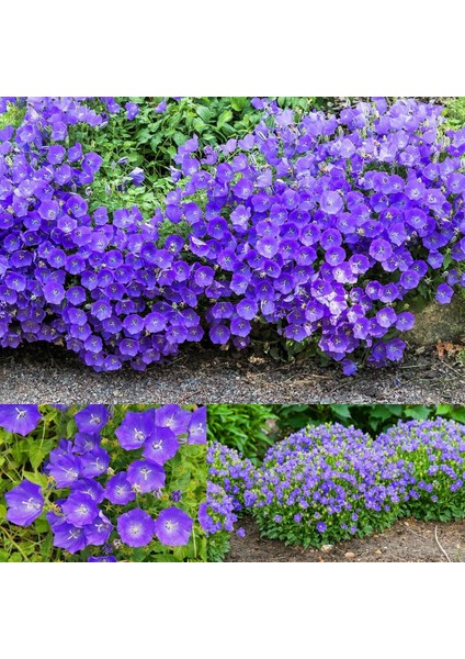 Campanula Carpatica Tohumu Tussock Bellflower Çan Çiçeği Kampanula