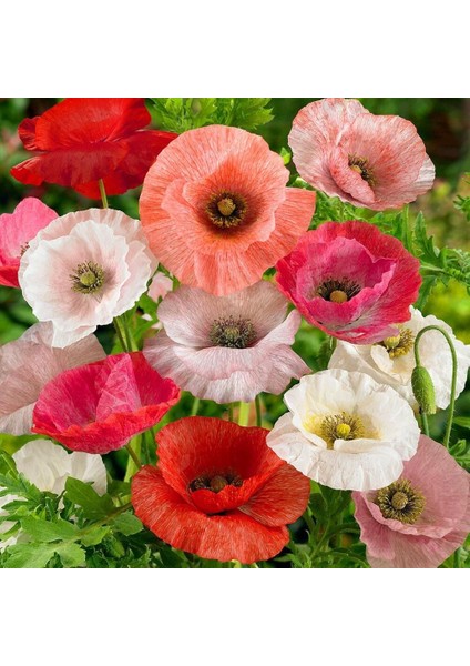 Shirley Gelincik Tohumu Yalınkat Tüm Renkler Karışım Papaver Rhoeas