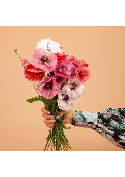 Shirley Gelincik Tohumu Yalınkat Tüm Renkler Karışım Papaver Rhoeas fiyatları