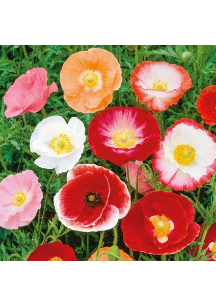 Shirley Gelincik Tohumu Yalınkat Tüm Renkler Karışım Papaver Rhoeas modelleri