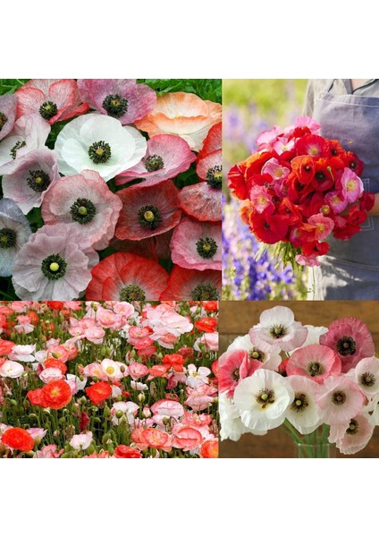 Shirley Gelincik Tohumu Yalınkat Tüm Renkler Karışım Papaver Rhoeas fırsatları