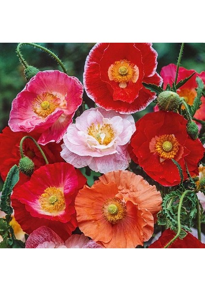 Shirley Gelincik Tohumu Yalınkat Tüm Renkler Karışım Papaver Rhoeas indirimleri