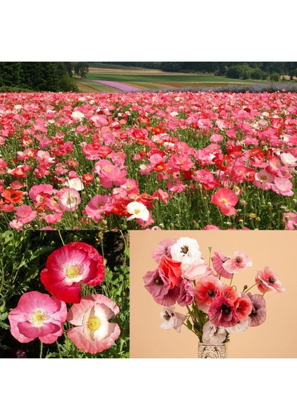 Shirley Gelincik Tohumu Yalınkat Tüm Renkler Karışım Papaver Rhoeas