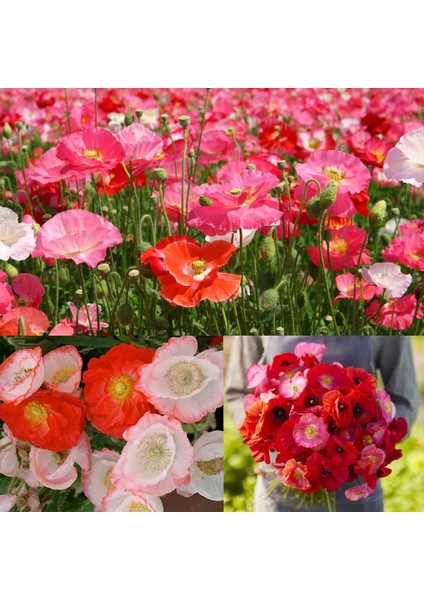 Shirley Gelincik Tohumu Yalınkat Tüm Renkler Karışım Papaver Rhoeas