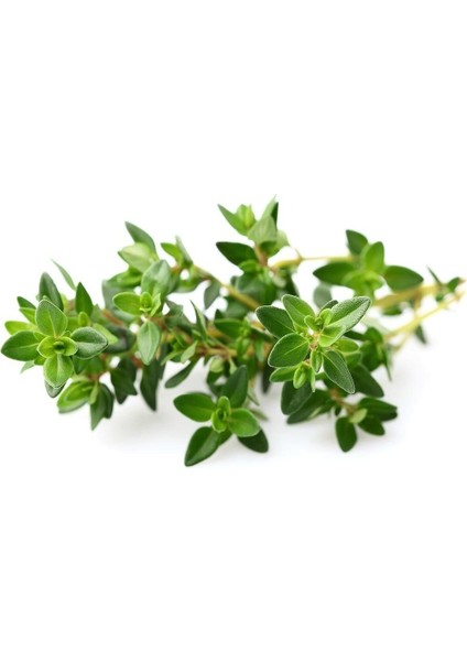 Fransız Yaz Kekiği Tohumu Aromatik Kekik Thymus Vulgaris French Summer Thyme Seeds fiyatları