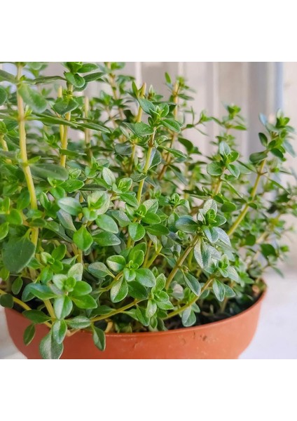 Fransız Yaz Kekiği Tohumu Aromatik Kekik Thymus Vulgaris French Summer Thyme Seeds modelleri