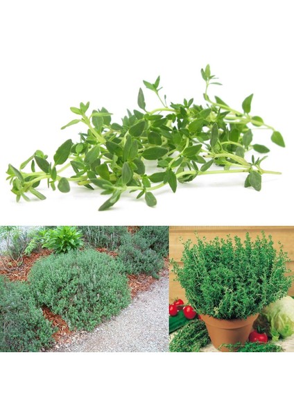 Fransız Yaz Kekiği Tohumu Aromatik Kekik Thymus Vulgaris French Summer Thyme Seeds fırsatları