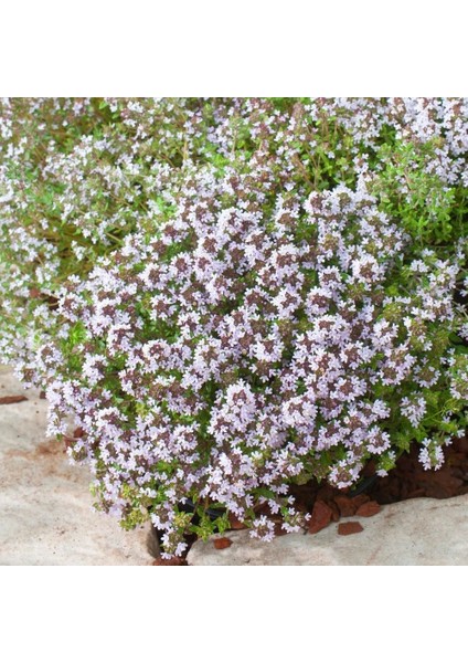 Fransız Yaz Kekiği Tohumu Aromatik Kekik Thymus Vulgaris French Summer Thyme Seeds indirimleri