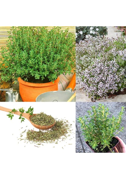 Fransız Yaz Kekiği Tohumu Aromatik Kekik Thymus Vulgaris French Summer Thyme Seeds