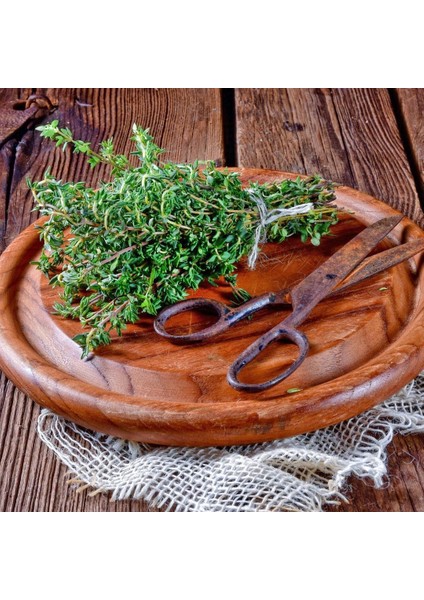 Fransız Yaz Kekiği Tohumu Aromatik Kekik Thymus Vulgaris French Summer Thyme Seeds