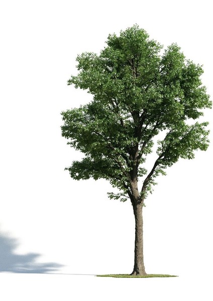 IHLAMUR AĞACI 1.5-2 METRE BOYUNDA fiyatları