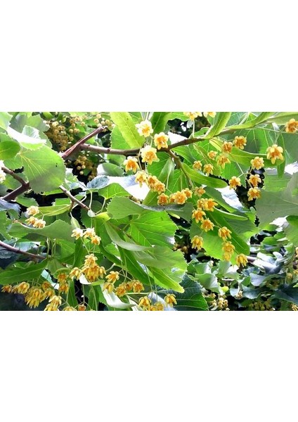 IHLAMUR AĞACI 1.5-2 METRE BOYUNDA fırsatları