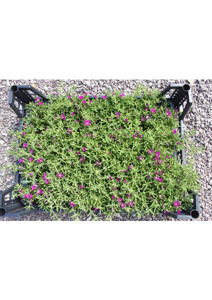 ACEM HALISI 45 ADET - MEZARLIK KABİR ÇİÇEĞİ