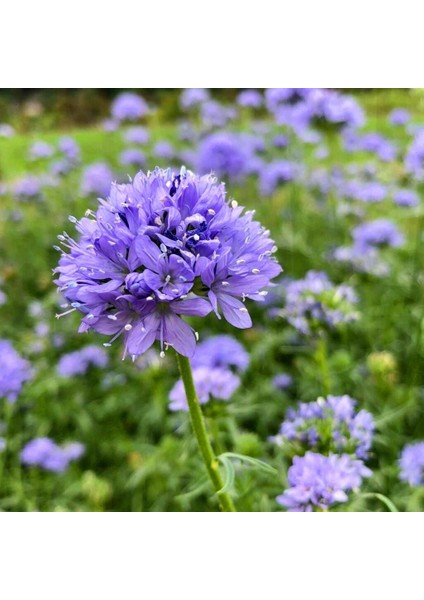 Mavi Gilia Capitata Tohumu Top Çiçekli Gilya