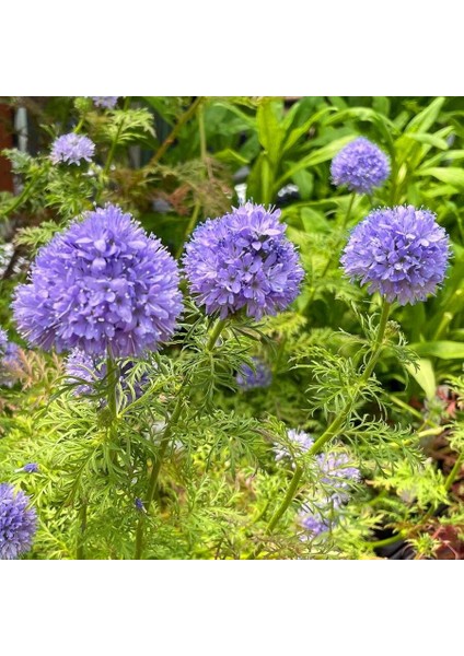 Mavi Gilia Capitata Tohumu Top Çiçekli Gilya fiyatları