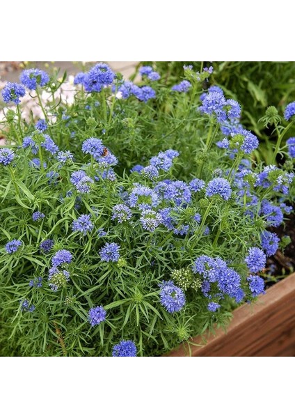 Mavi Gilia Capitata Tohumu Top Çiçekli Gilya modelleri