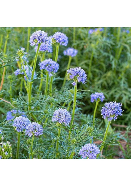 Mavi Gilia Capitata Tohumu Top Çiçekli Gilya fırsatları