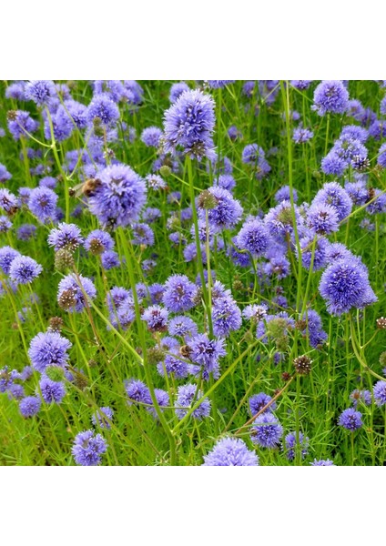 Mavi Gilia Capitata Tohumu Top Çiçekli Gilya indirimleri