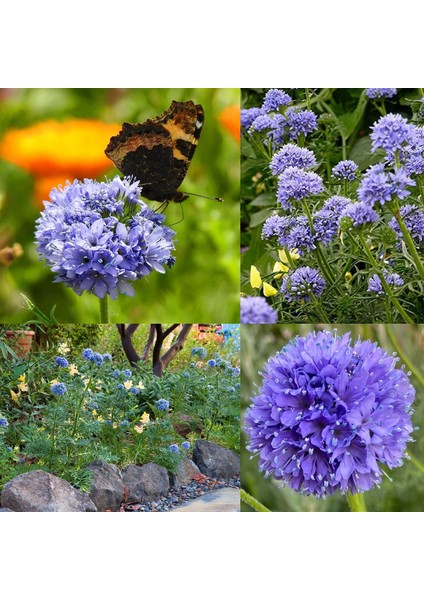 Mavi Gilia Capitata Tohumu Top Çiçekli Gilya